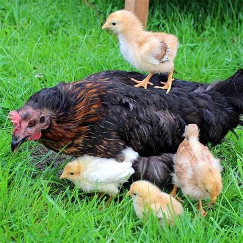 pene de un gallo|El fascinante proceso de reproducción de las gallinas:。